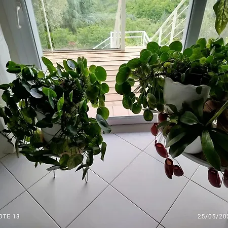 Le Petit Arbre De L'amitie