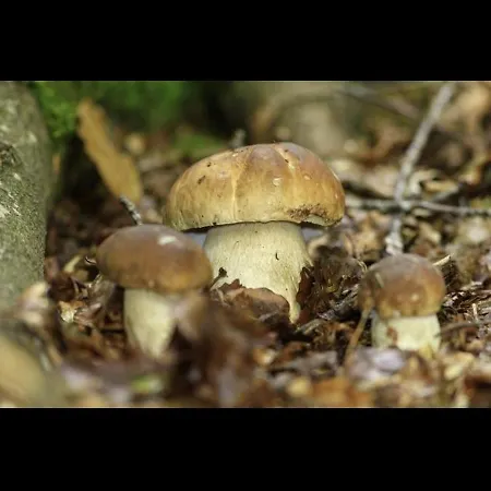 Le Petit Arbre De L'amitie Villa *
