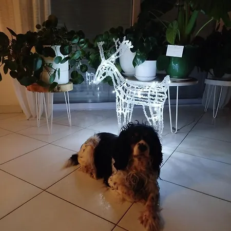 Le Petit Arbre De L'amitie Saint-Vincent (Herault)