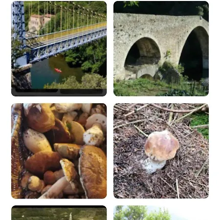 Le Petit Arbre De L'amitie